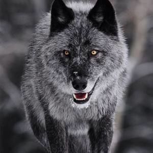 Meet your Posher, Bruno